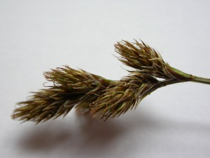 Picture of Carex ovalis