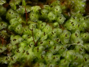 Picture of Scapania nemorosa