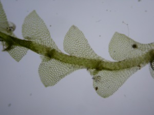 Picture of Calypogeia fissa
