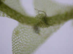 Picture of Calypogeia fissa underleaves