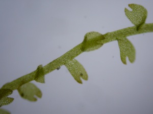 Picture of Cladopodiella fluitans