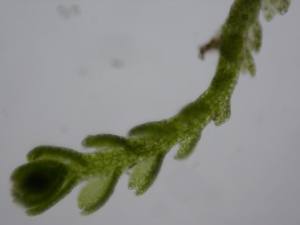 Picture of Cladopodiella francisci