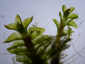 Picture of Tritomaria exsectiformis