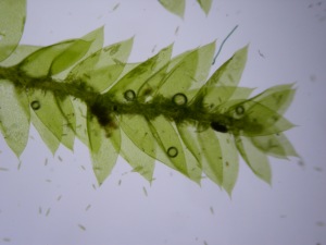 Picture of Plagiothecium curvifolium