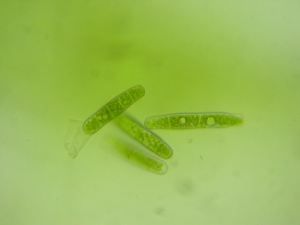 Picture of Plagiothecium curvifolium gemmae