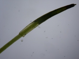 Picture of Plagiothecium curvifolium capsule